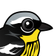 Magnolia Warbler