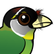 Fire-tufted Barbet
