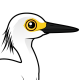 Snowy Egret