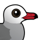 Heermann's Gull