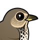 Swainson's Thrush