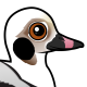 Long-tailed Duck