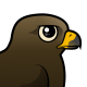 Black Kite