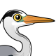 Grey Heron