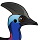 Southern Cassowary