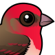 Common Rosefinch