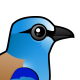 European Roller