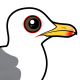 Caspian Gull