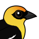 Yellow-headed Blackbird
