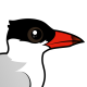 Caspian Tern