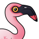 Lesser Flamingo