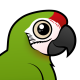 Great Green Macaw