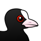 Eurasian Coot