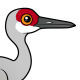 Sandhill Crane