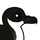 Newell's Shearwater