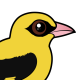 Eurasian Golden Oriole