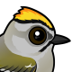Golden-crowned Kinglet