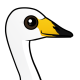 Whooper Swan