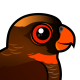 Dusky Lory