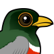 Elegant Trogon