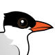 Royal Tern