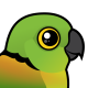 Black-collared Lovebird