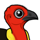 Australian Brushturkey