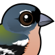 African Chaffinch