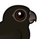 Lesser Vasa-Parrot