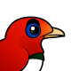 King Bird-of-paradise