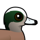 American Wigeon