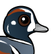 Harlequin Duck