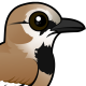 Iranian Ground-Jay