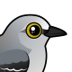 Northern Mockingbird