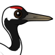 Red-crowned Crane