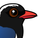 Red-billed Blue-Magpie