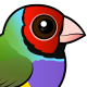 Gouldian Finch