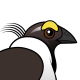 Sage Grouse