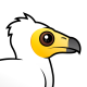 Egyptian Vulture