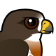 Swainson's Hawk