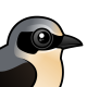 Northern Wheatear
