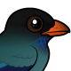 Dollarbird