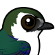 Violet-green Swallow