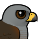 Ridgway's Hawk