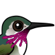Calliope Hummingbird