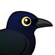 Great-tailed Grackle