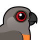 Red-bellied Parrot
