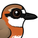 Siberian Sand-Plover