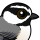 Mountain Chickadee