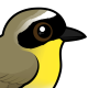 Common Yellowthroat